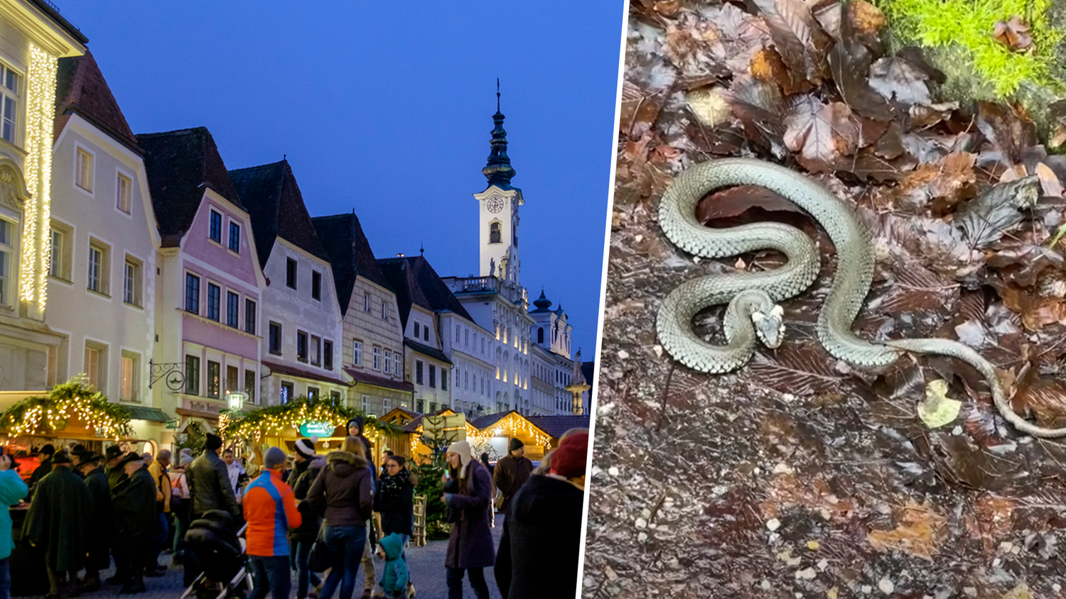 Mitten in der Adventzeit entdeckte ein Leserreporter plötzlich diese Schlange in Steyr. 