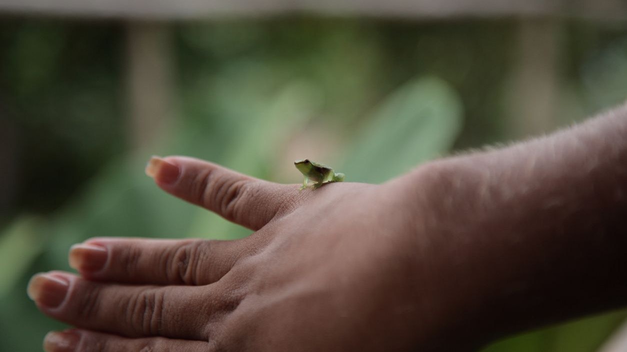 Heute.at - Neuentdeckte Froschart ist kleiner als eine Ameise