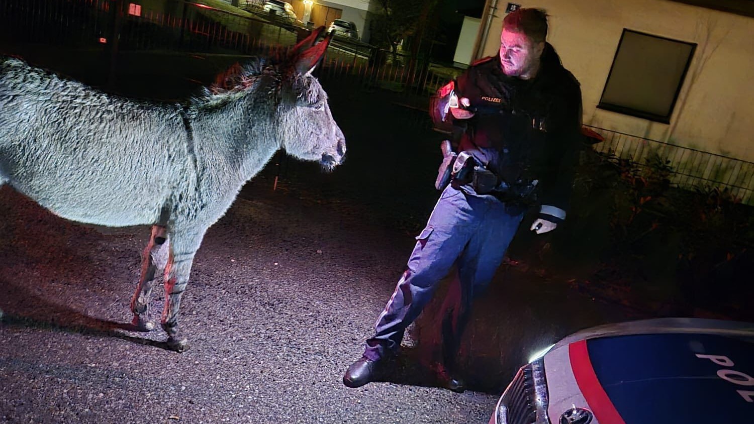 Heute.at - Amtsbekannter Täter – Polizei suchte Esel Henry