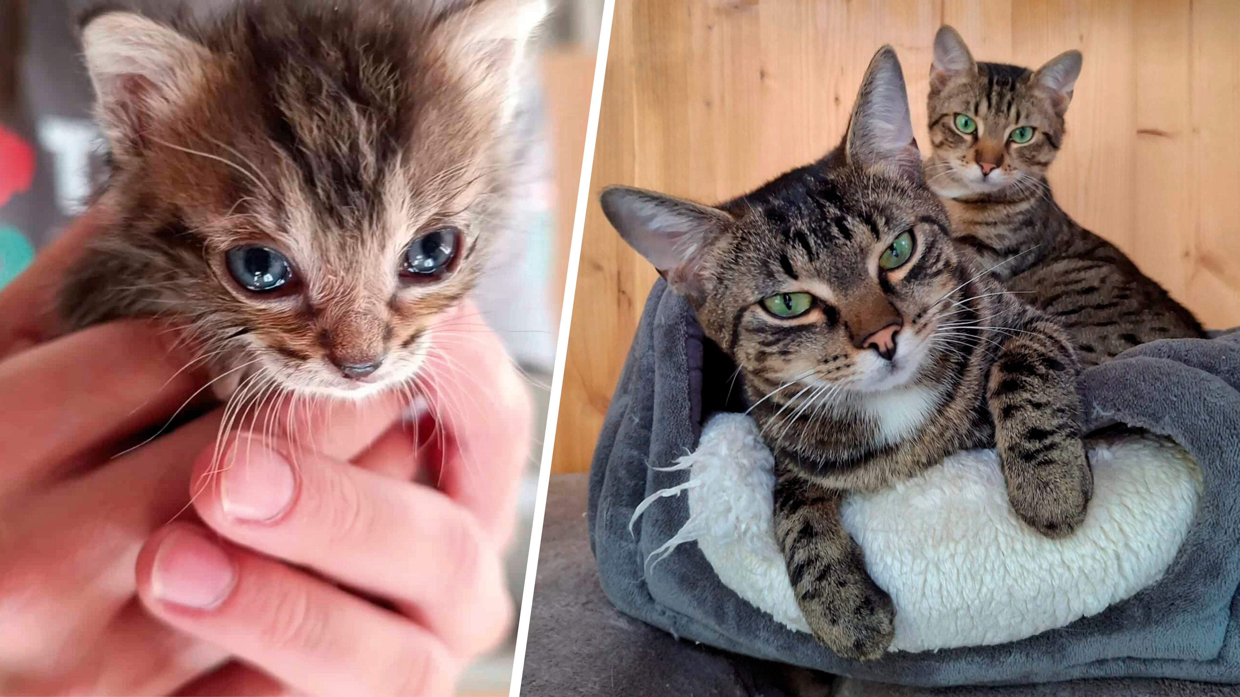 Freigänger-Katzen sind für die heimische Tierwelt ein Problem.