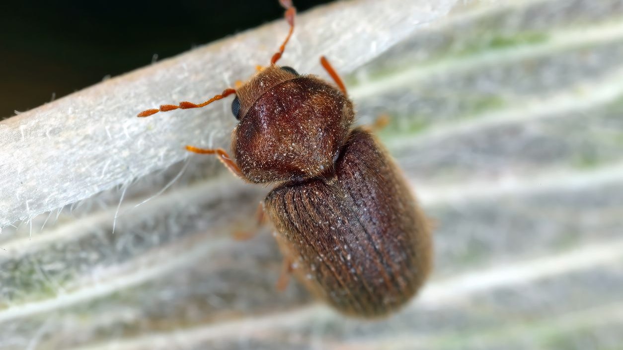 Heute.at - Wenn du ein einziges Käferl siehst, musst du DAS tun