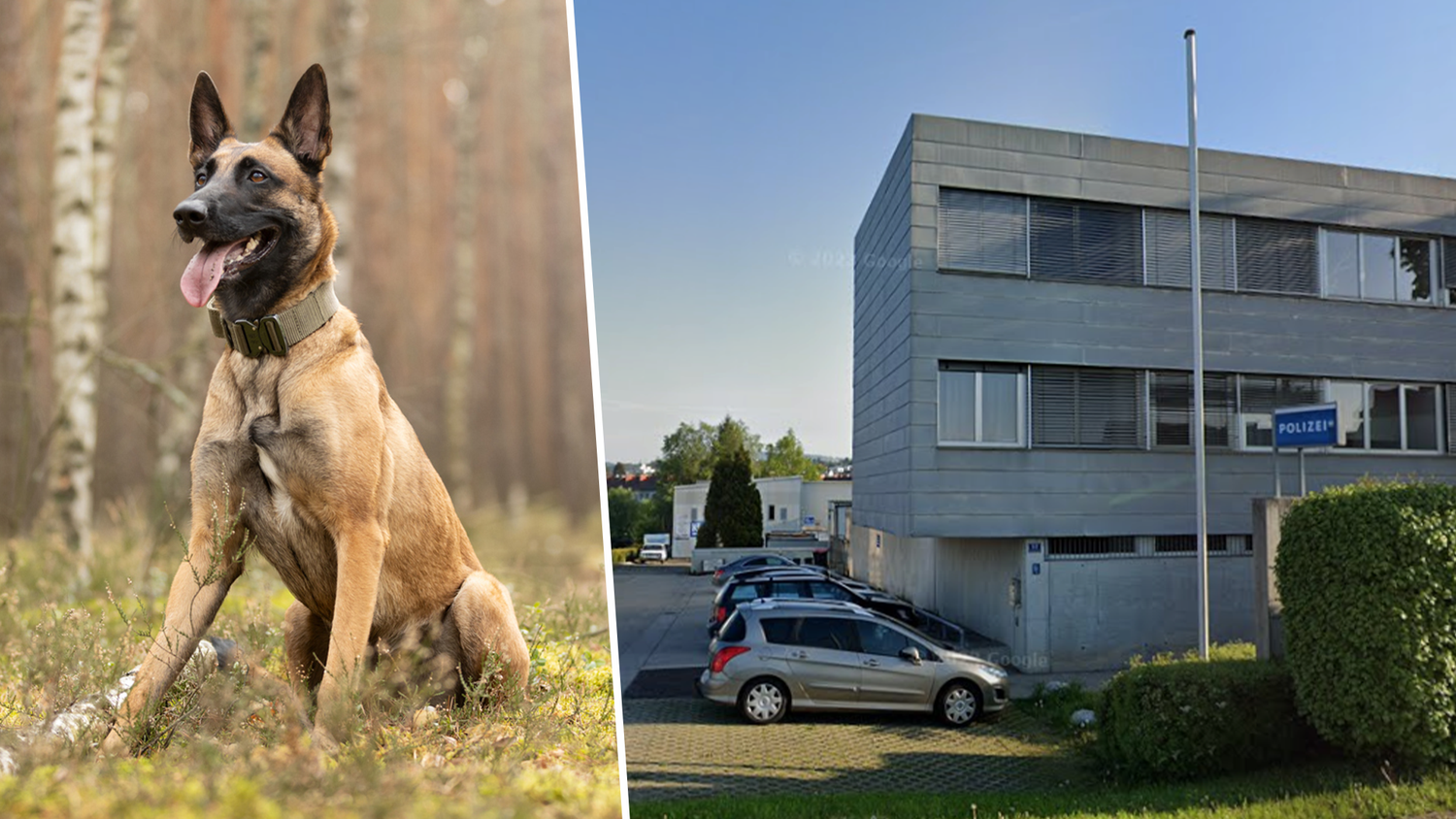 Heute.at - 4 Bisse in die Schulter – Hundebesitzerin stellte sich