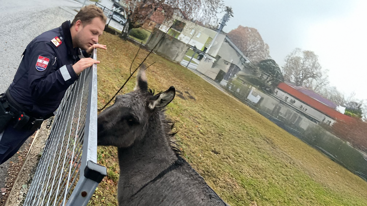 Esel Henry ist wieder daheim.