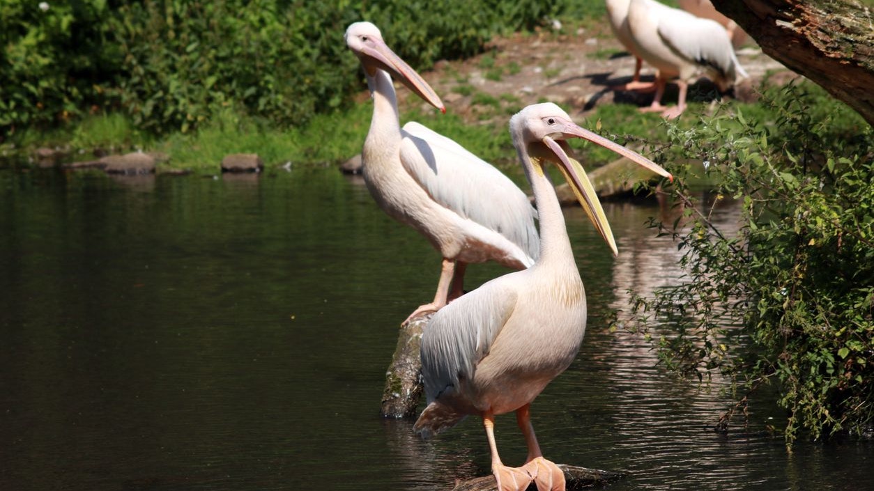 Im Leipziger Zoo mussten alle Pelikane getötet werden. (Symbolbild)