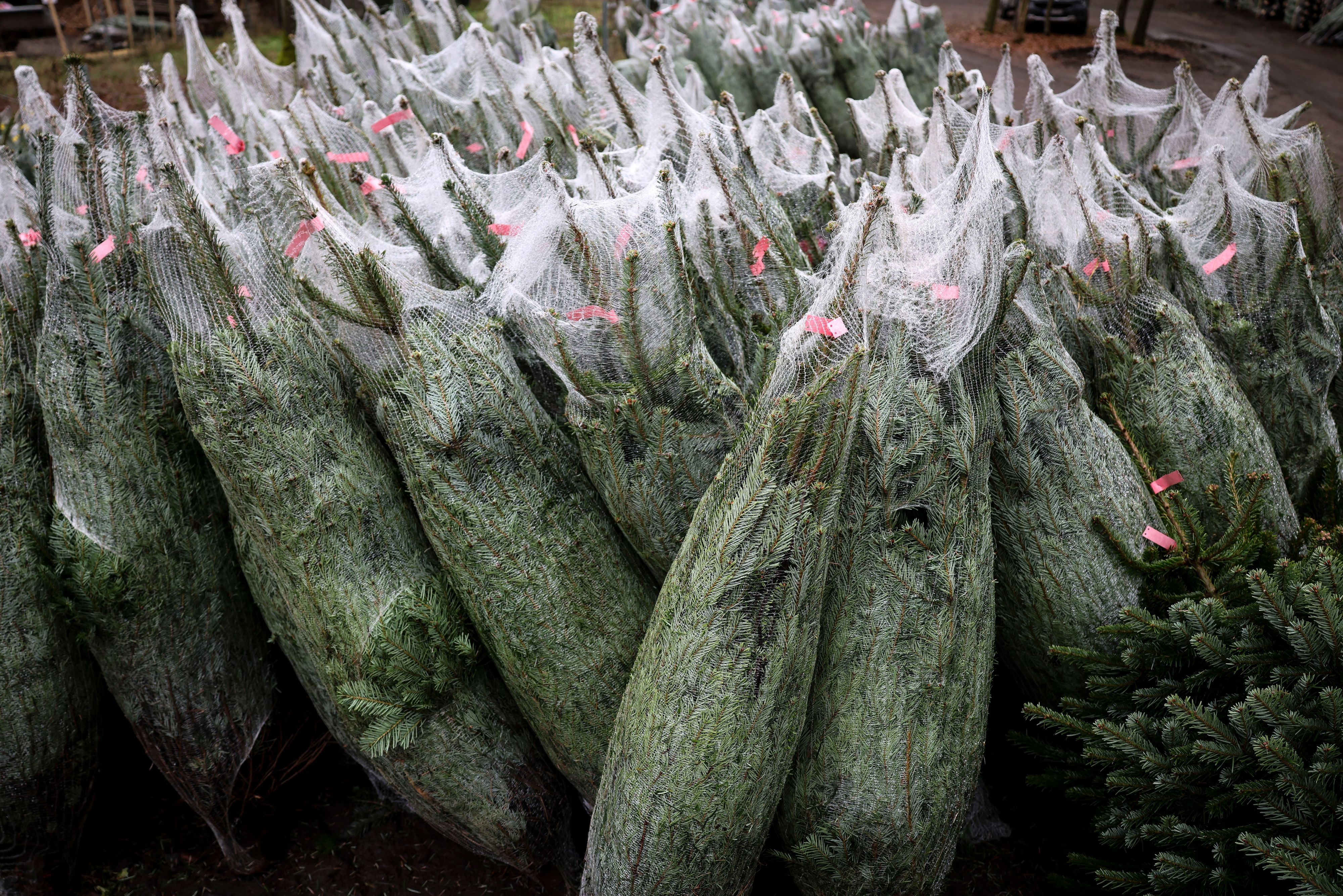 Heute.at - 7 Tipps - Darauf solltest du beim Christbaumkauf achten