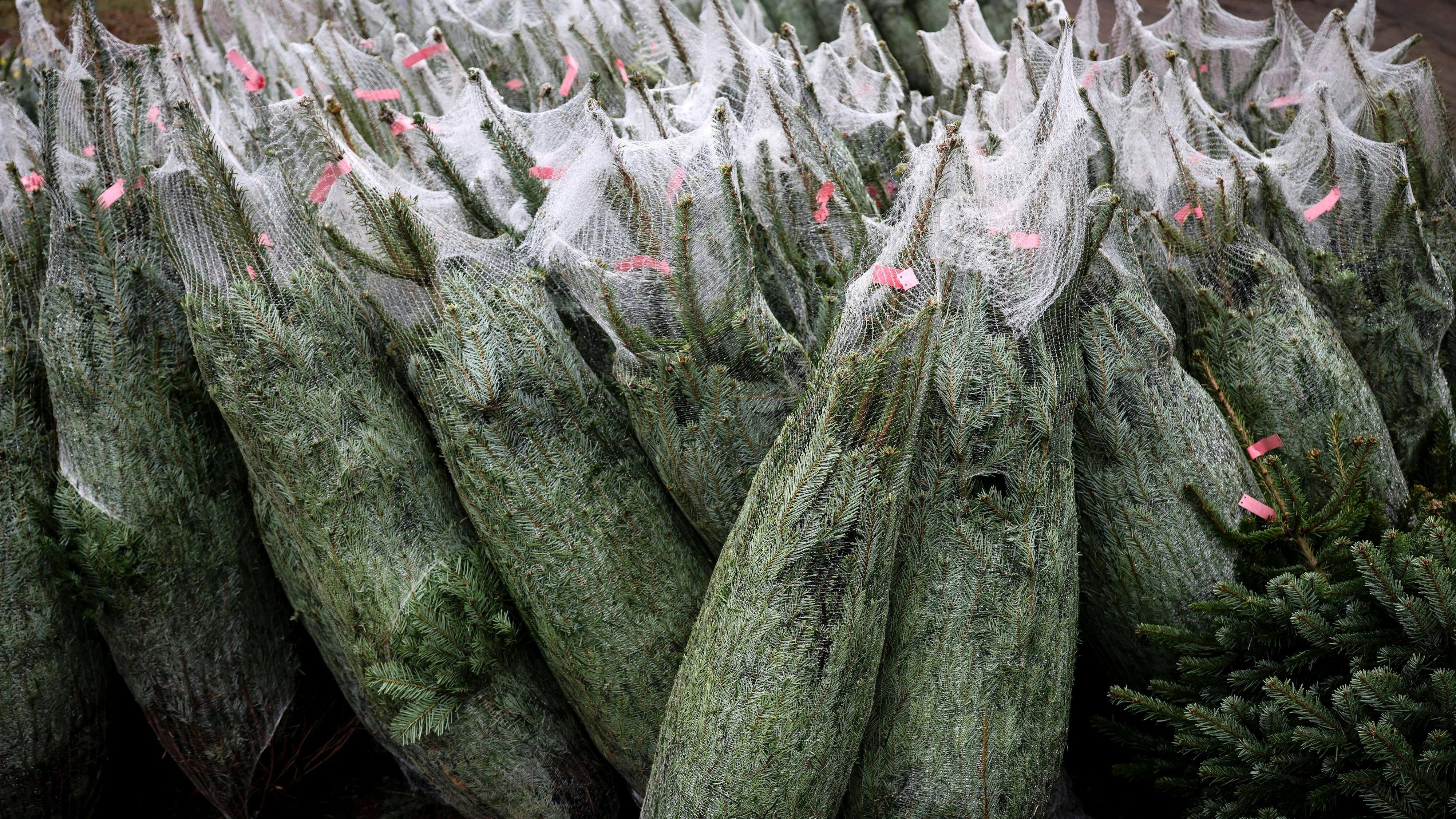 Heute.at - 7 Tipps - Darauf solltest du beim Christbaumkauf achten