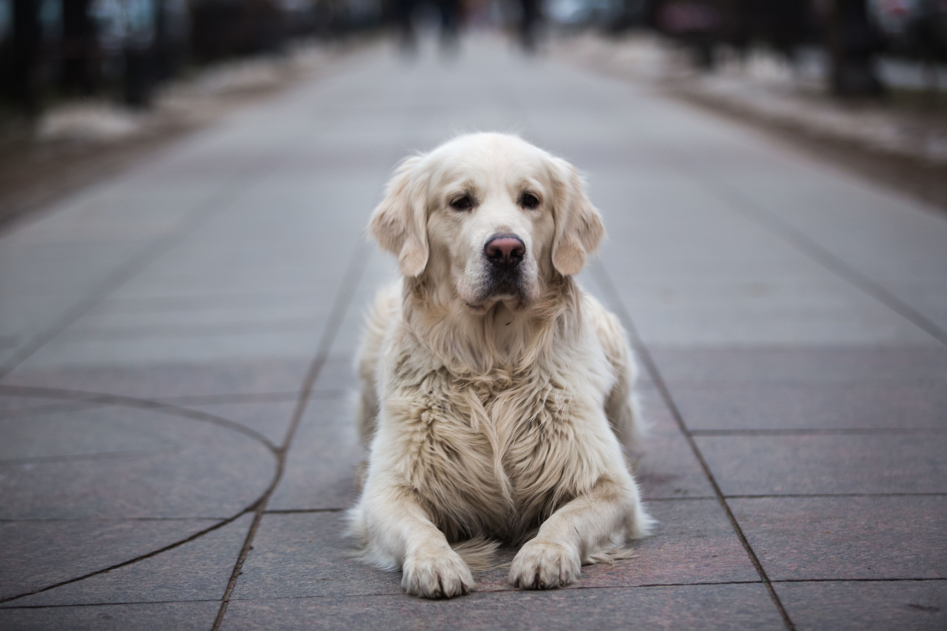 Heute.at - Teenager tricksen Social-Media-Sperre mit Hundefoto aus