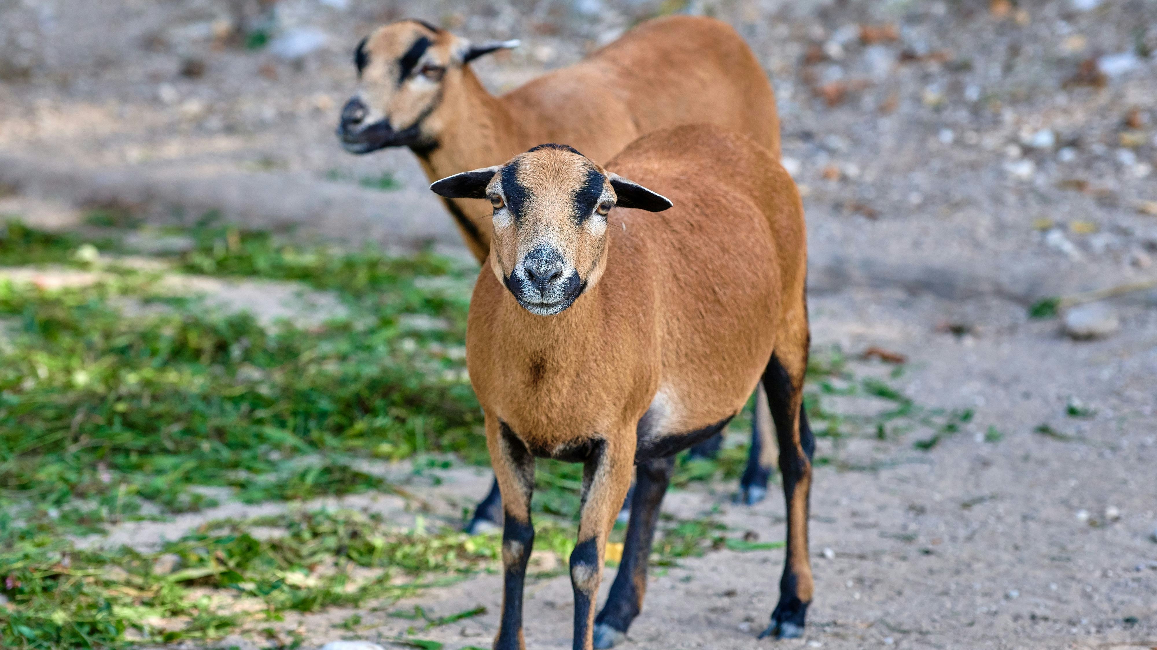 Heute.at - Wahnvorstellungen – dann skurriler Schaf-Diebstahl