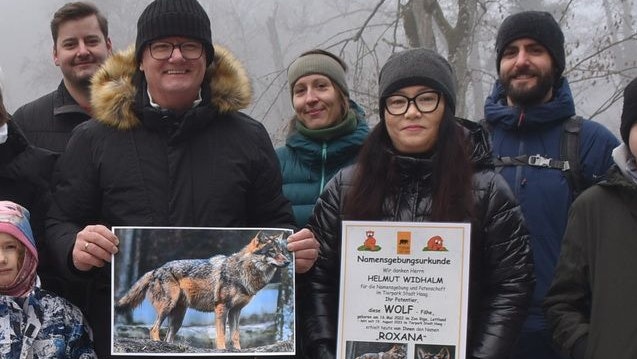 Heute.at - Diese Wölfin bekommt endlich einen Namen