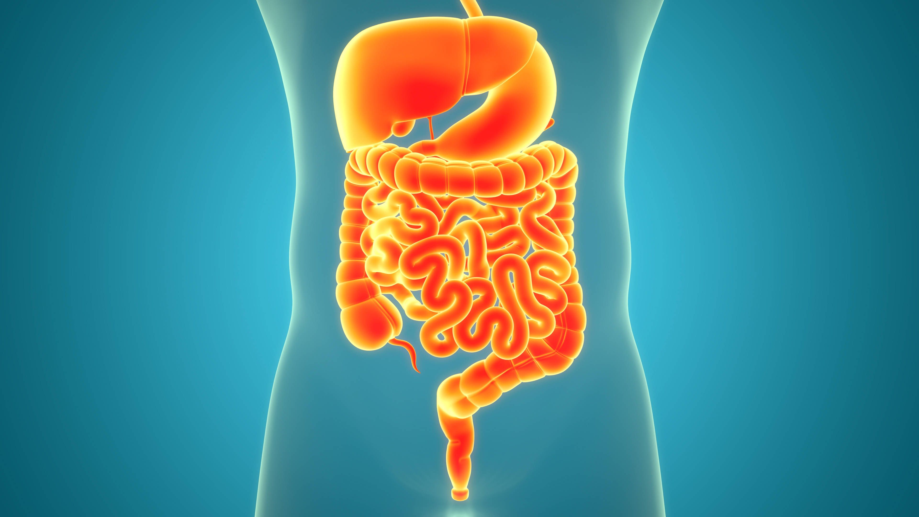 Der Appendix galt lange als nutzlos, speichert aber wichtige Darmbakterien und unterstützt das Immunsystem. Der 