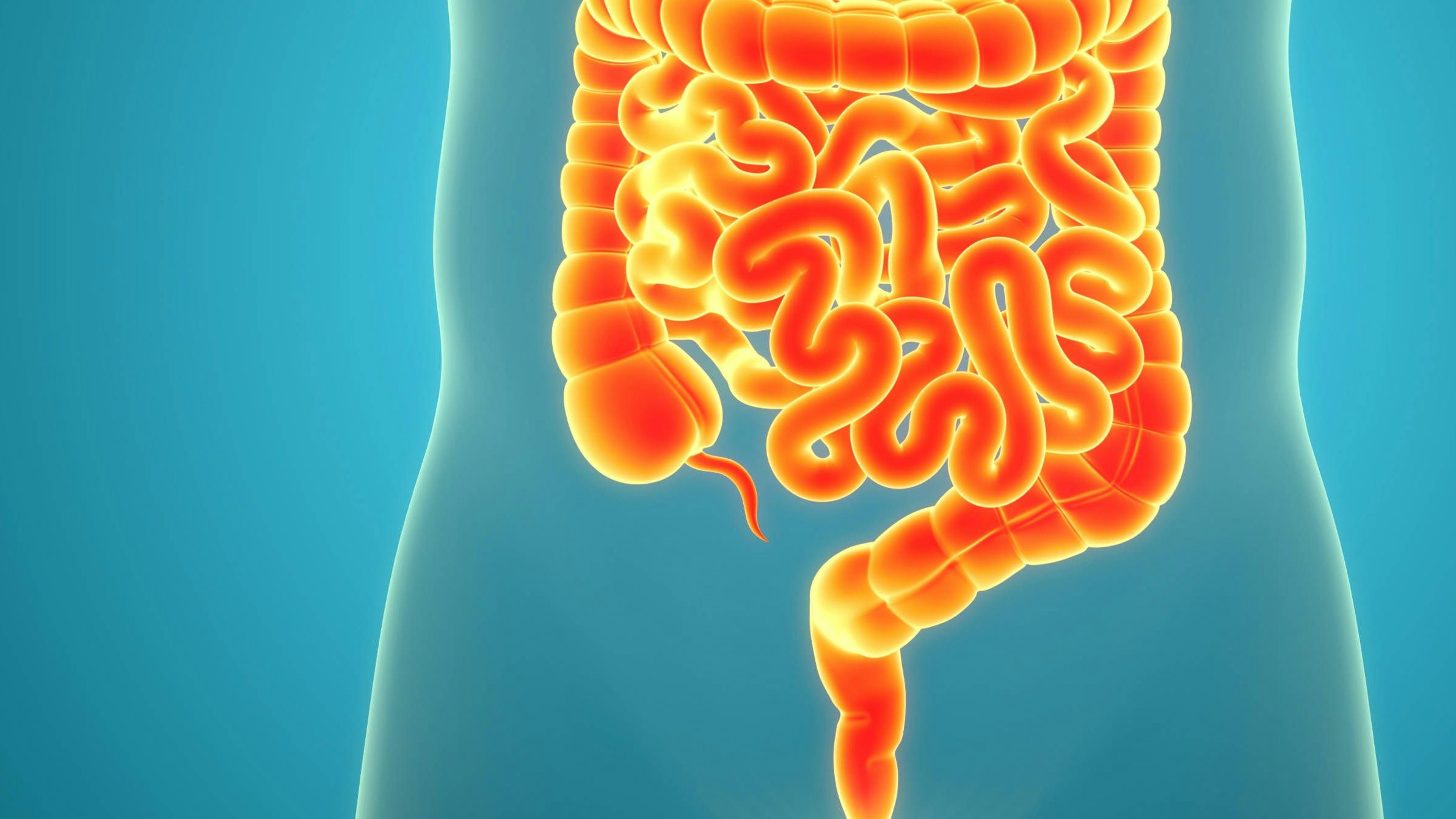 Der Appendix galt lange als nutzlos, speichert aber wichtige Darmbakterien und unterstützt das Immunsystem. Der "Wurmfortsatz" ist jetzt im Fokus von Forschern gelangt, da sich auch dort Tumore bilden können.