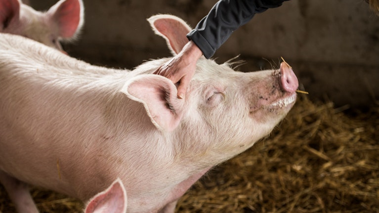 Ob Schwein, Huhn, Pute oder Rind: Bereits jetzt kommen mehr als die Hälfte des verkauften Frischfleischs bei Billa aus Tierwohl- und Bio-Programmen. Das macht die Entscheidung, wo man seinen Weihnachtsbraten kauft, einfach.