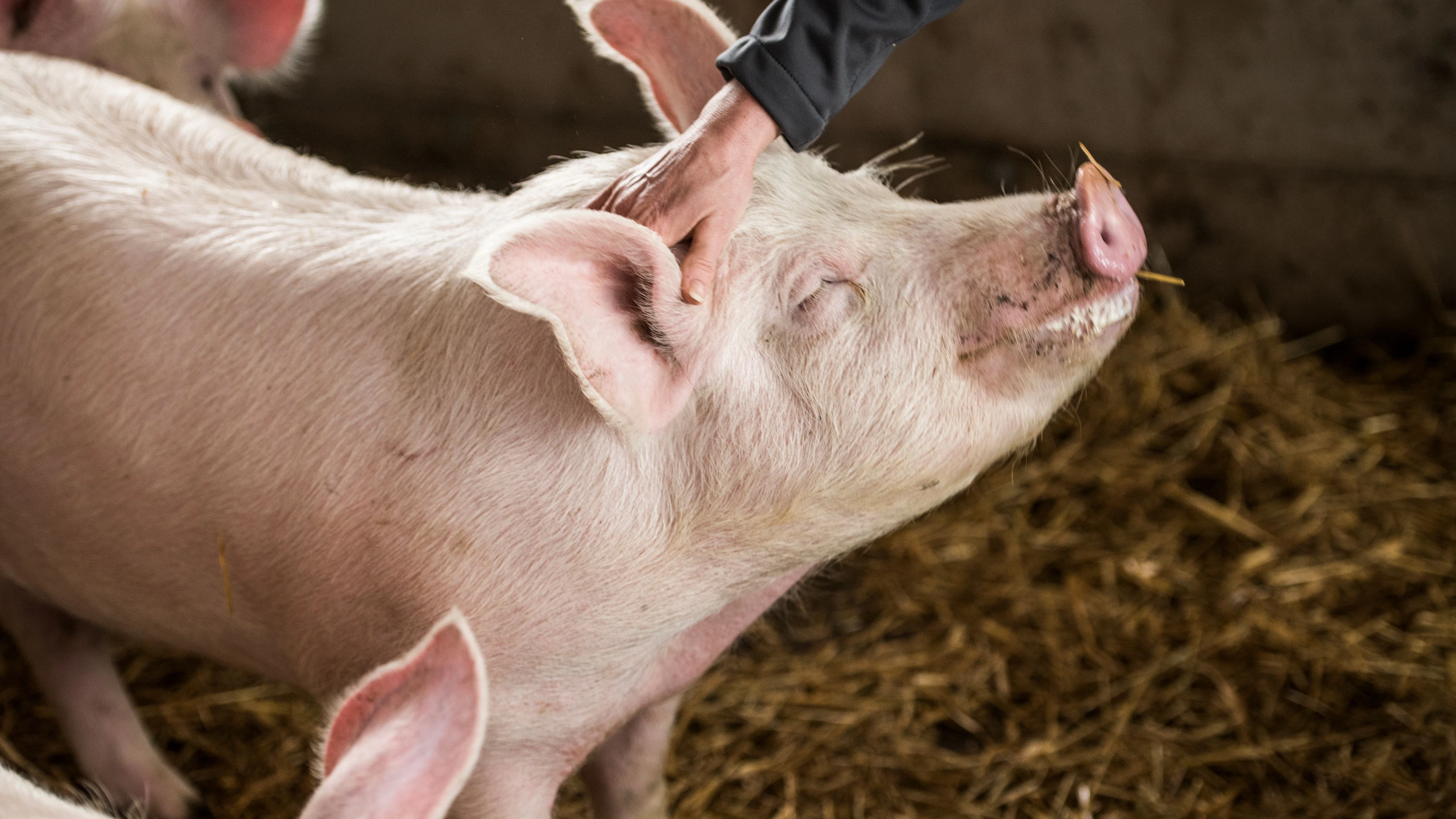 Ob Schwein, Huhn, Pute oder Rind: Bereits jetzt kommen mehr als die Hälfte des verkauften Frischfleischs bei Billa aus Tierwohl- und Bio-Programmen. Das macht die Entscheidung, wo man seinen Weihnachtsbraten kauft, einfach.