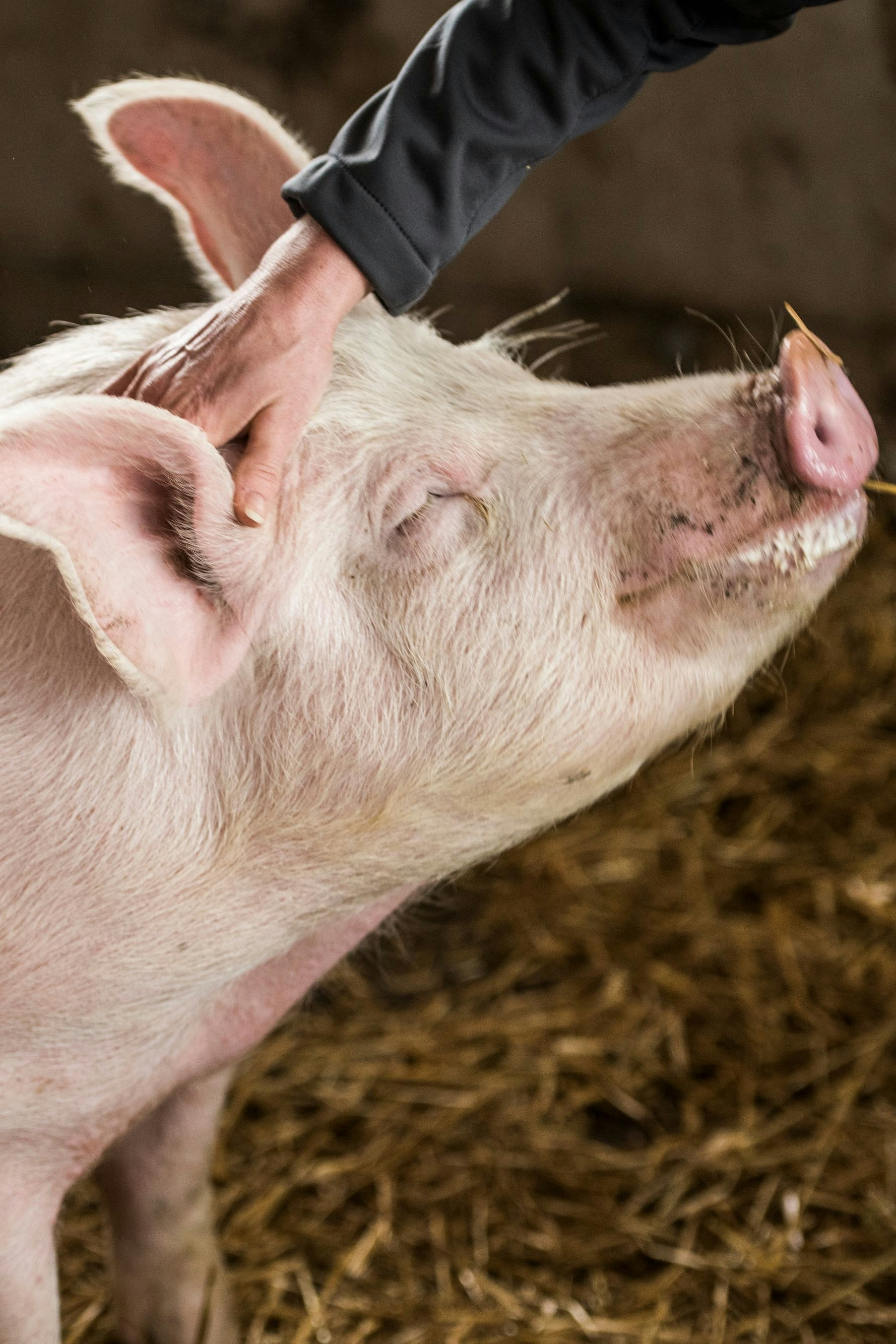 Saugut: Dank dem Billa-Tierwohl-Programm "Fair zum Tier!" dürfen immer mehr Mastschweine in Österreich ein artgerechtes Leben führen