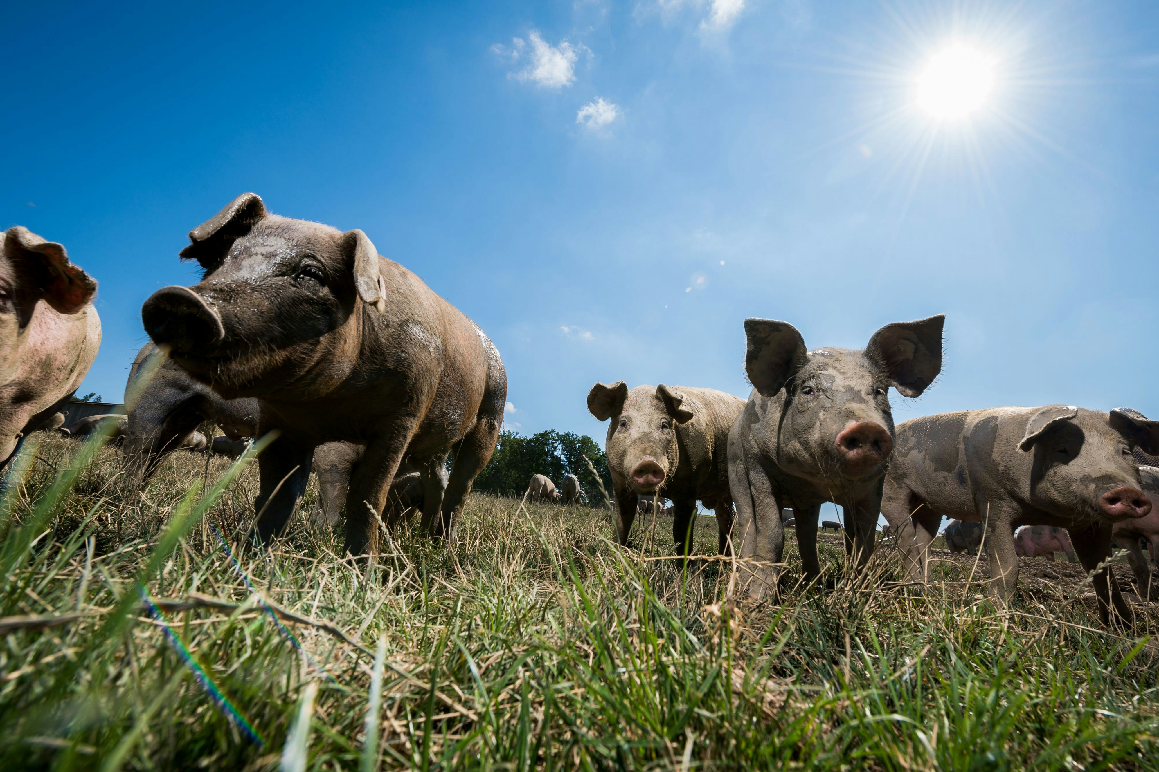 Ob Freiland- oder Strohschwein, Frischfleisch kommt bei Billa bereits seit 2020 ausschließlich aus Österreich
