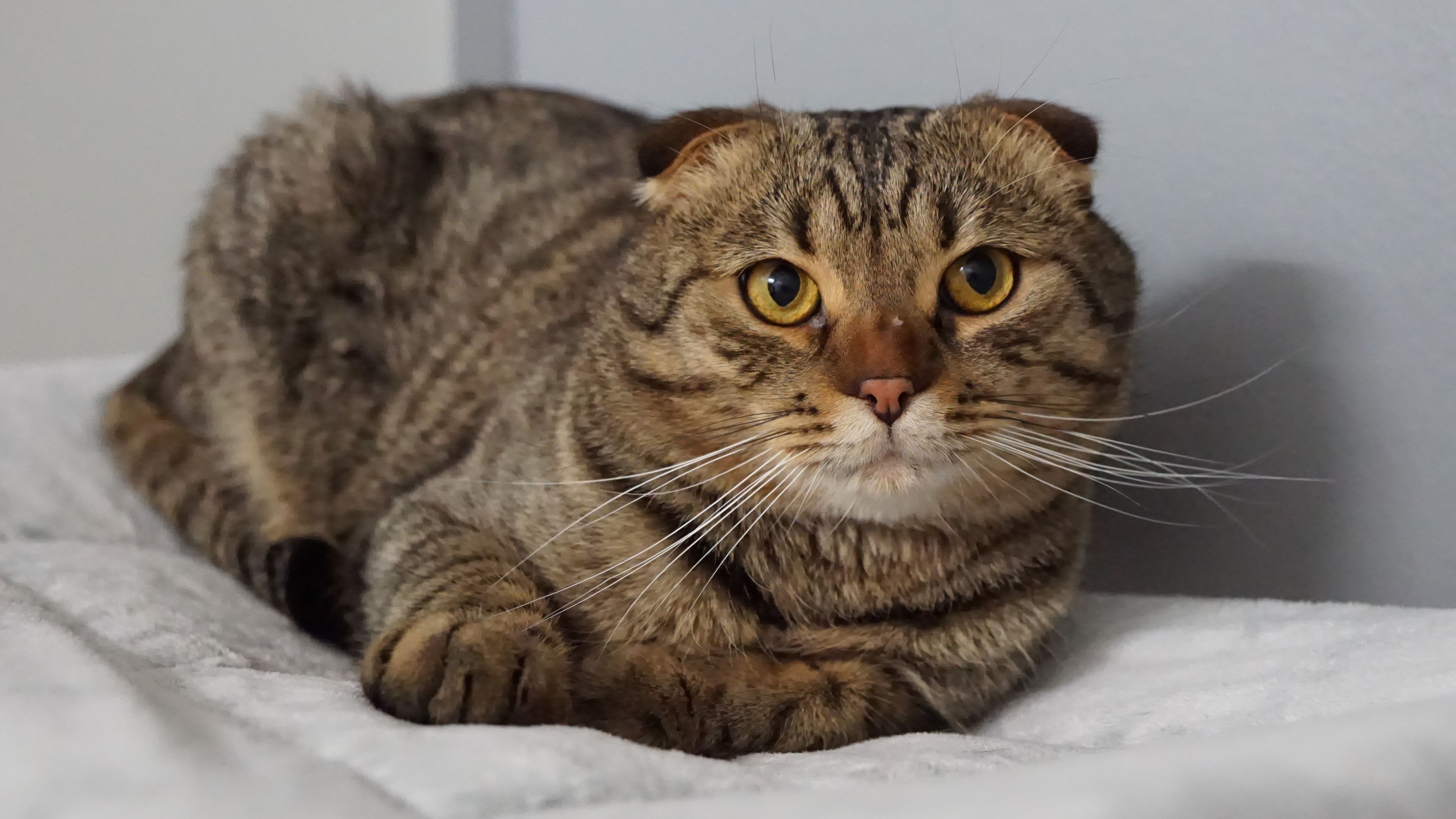 Heute.at - Wer gibt Qualzuchtkätzchen Marzipan eine zweite Chance?