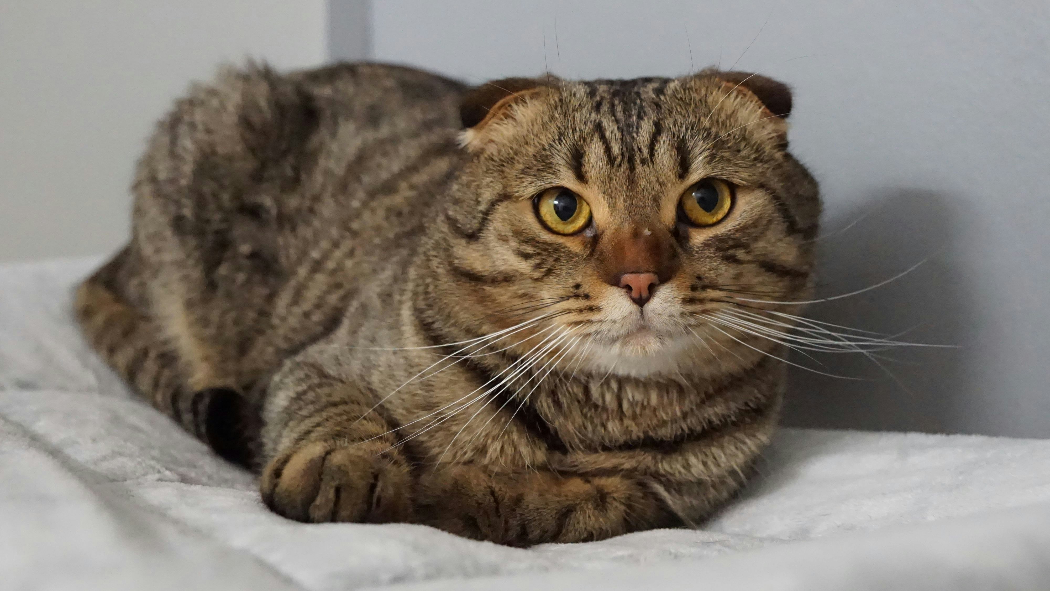 Heute.at - Wer gibt Qualzuchtkätzchen Marzipan eine zweite Chance?
