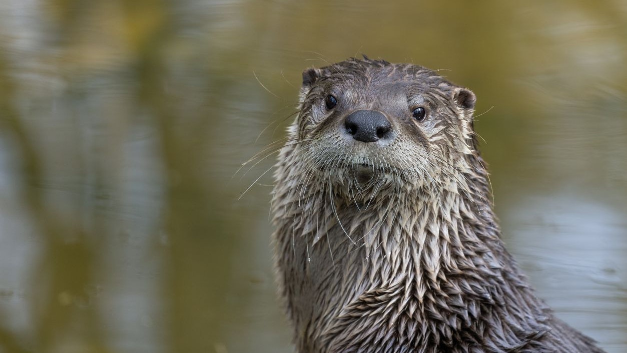 Heute.at - Sündenbock! Otter kann gar nichts für Fischrückgang