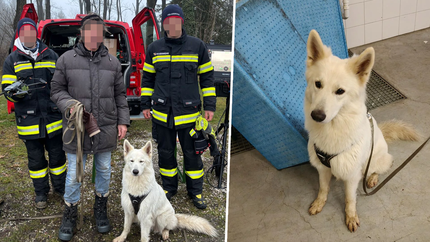 Heute.at - Arme Nelly gefangen: Hündin vor sicherem Tod gerettet