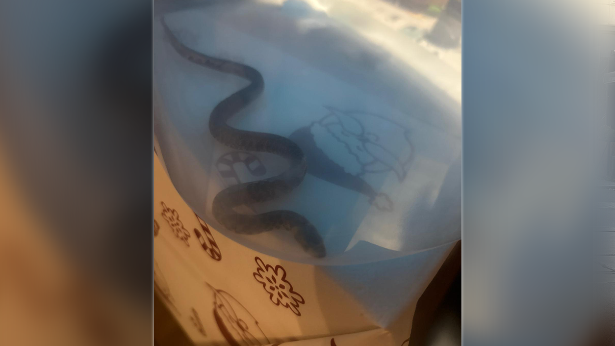 Heute.at - Schock! Burgenländerin will duschen und findet Schlange