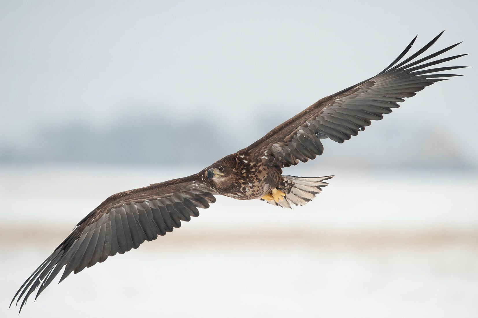 Junger Seeadler