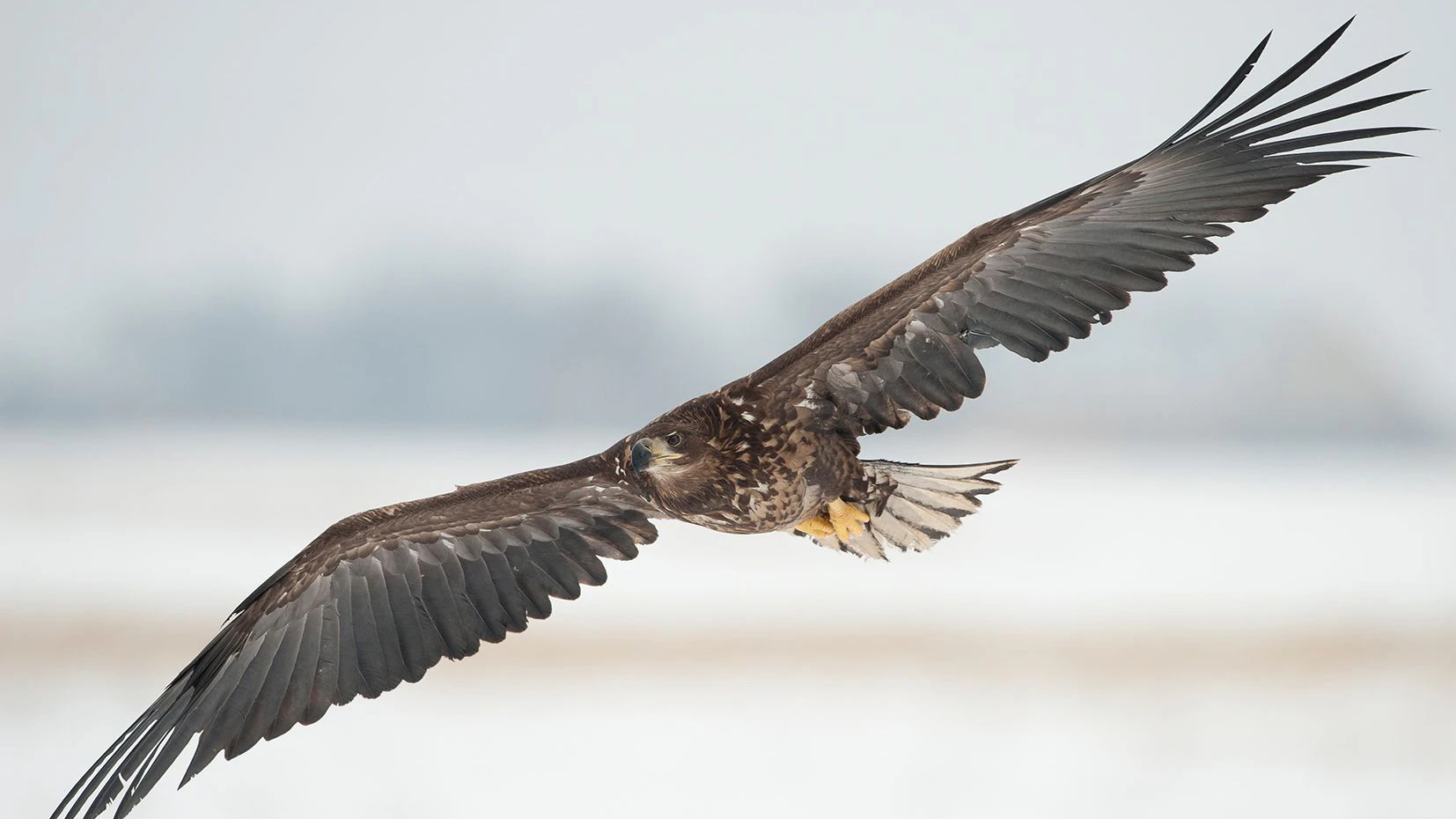Junger Seeadler