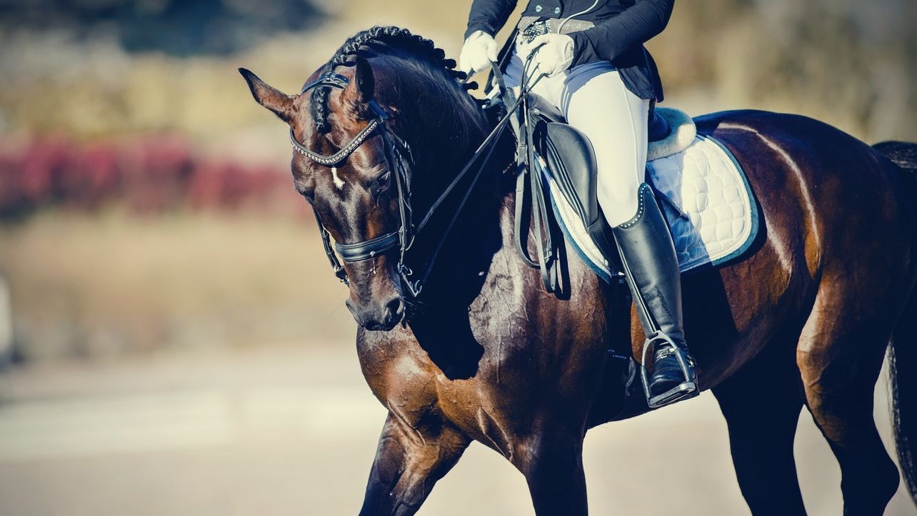 Heute.at - Ex-Frau klagt Mann – er soll für Luxus-Pferde zahlen