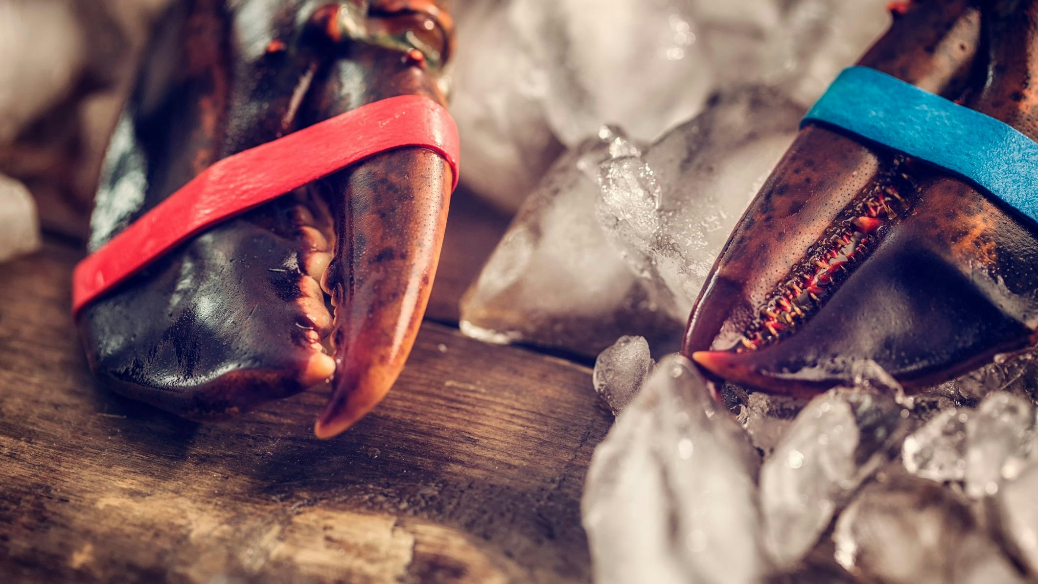 Weder auf Eis, noch mit zusammengebundenen Scheren entspricht dem österreichischen Tierschutzgesetz: Augen auf! 