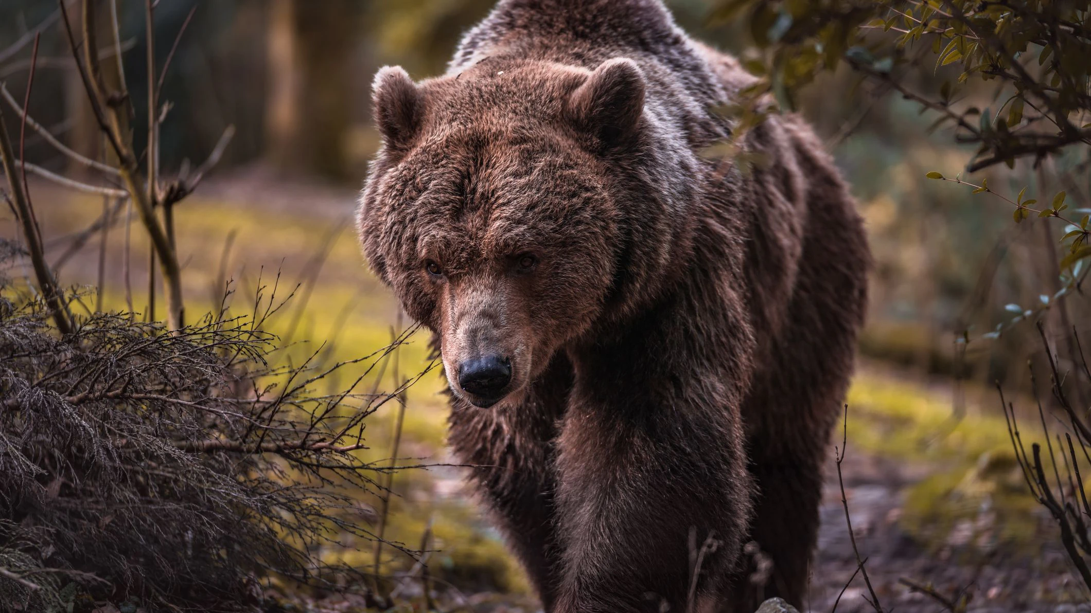 One of the largest predators in the world