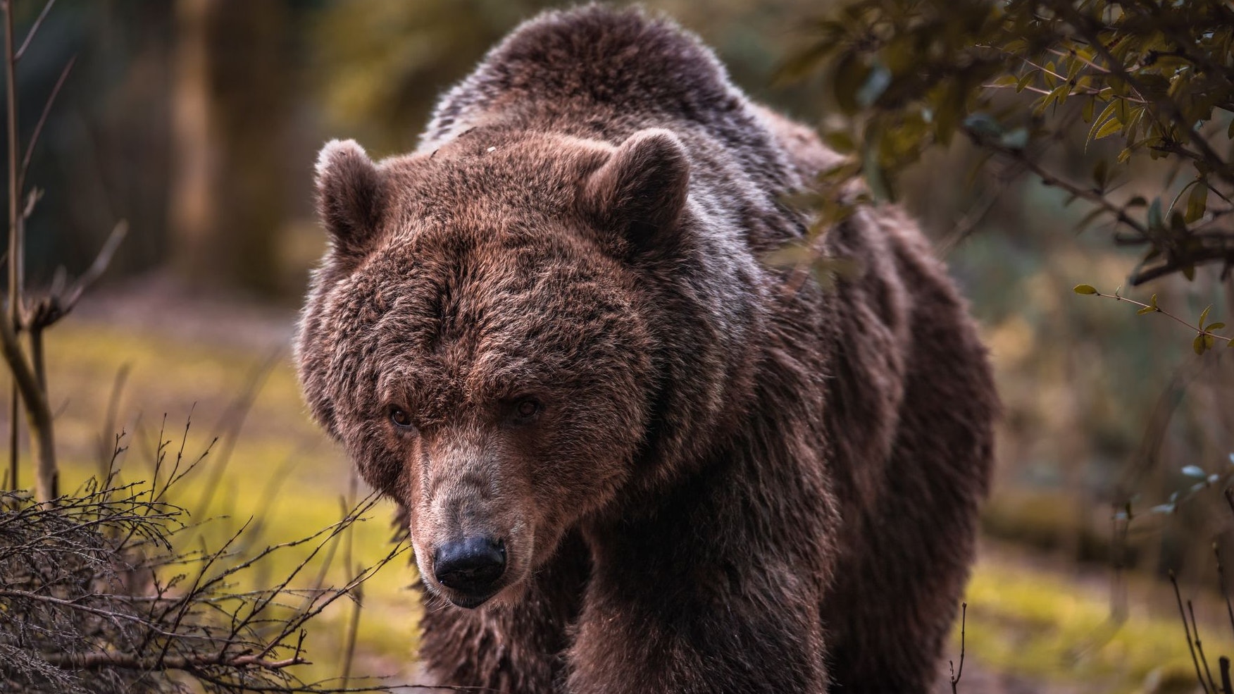 Heute.at - Quer durch Europa – Naturparadies für Bär, Luchs & Co.