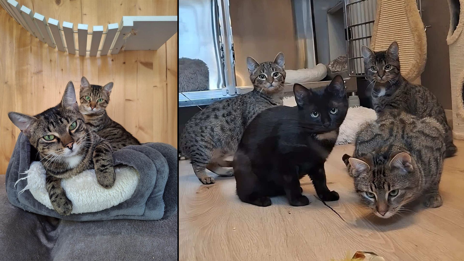 Heute.at - So geht dein Freigänger seltener auf Mäusejagd