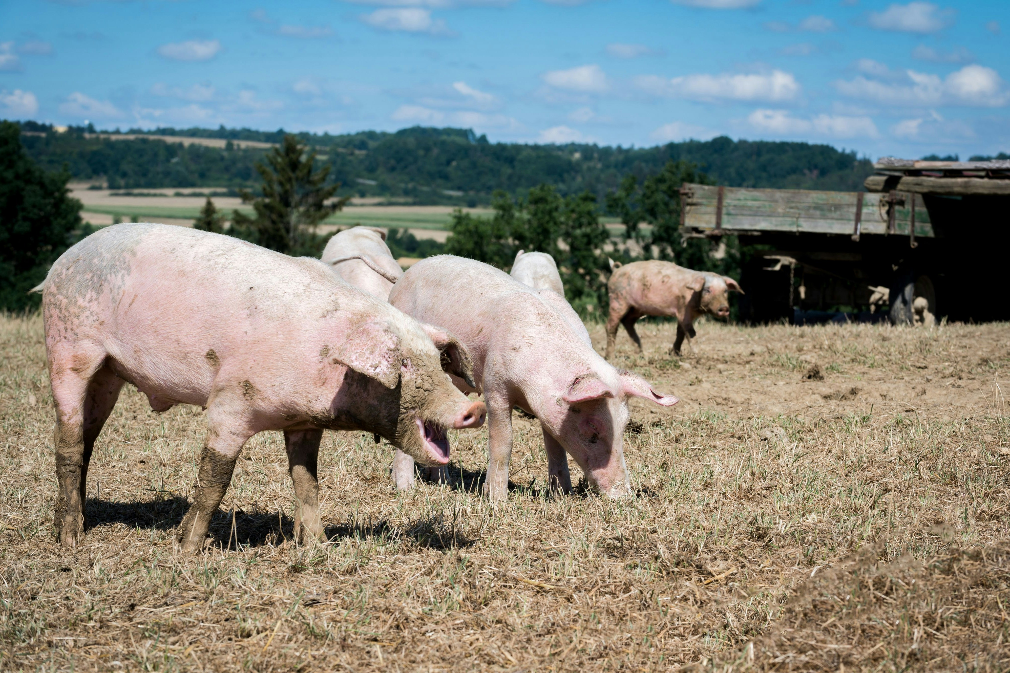 Besser geht's nicht: Bio-Freilandschweine haben bis zu 300 Quadratmeter Auslauf für sich allein. Herkömmlichen Mastschweinen stehen gerade einmal 0,7 Quadratmeter zu