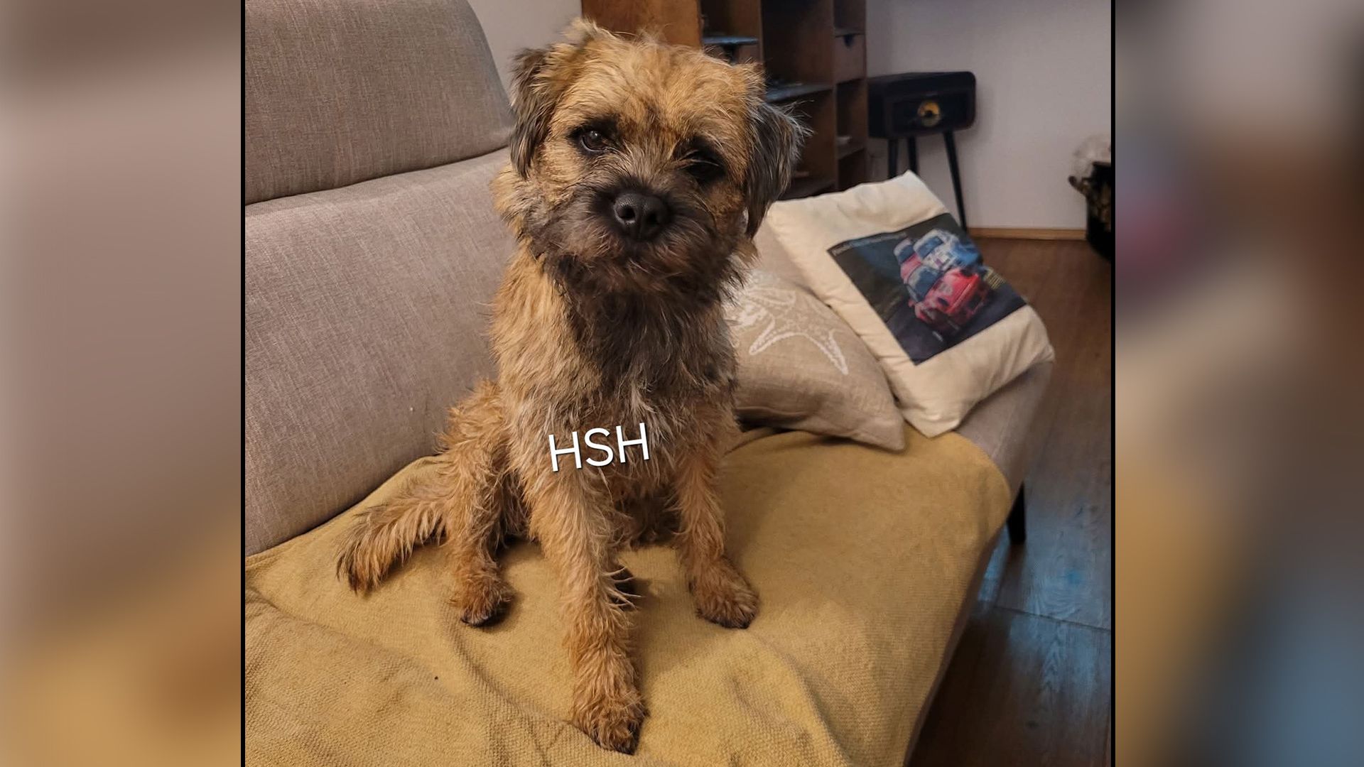 Heute.at - Finderlohn! Wer hat Luki mit Schleppleine gesehen?