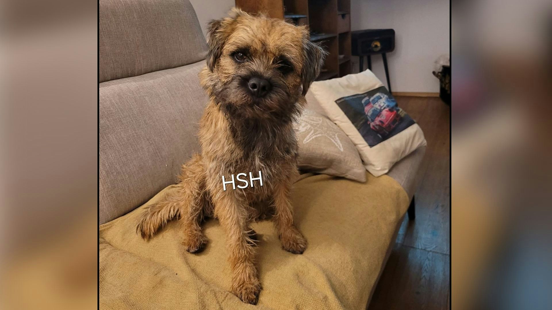 Heute.at - Finderlohn! Wer hat Luki mit Schleppleine gesehen?