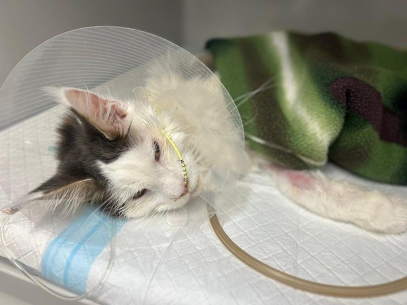 Heute.at - Armer Kater: Paul will leben, also kämpfen wir weiter