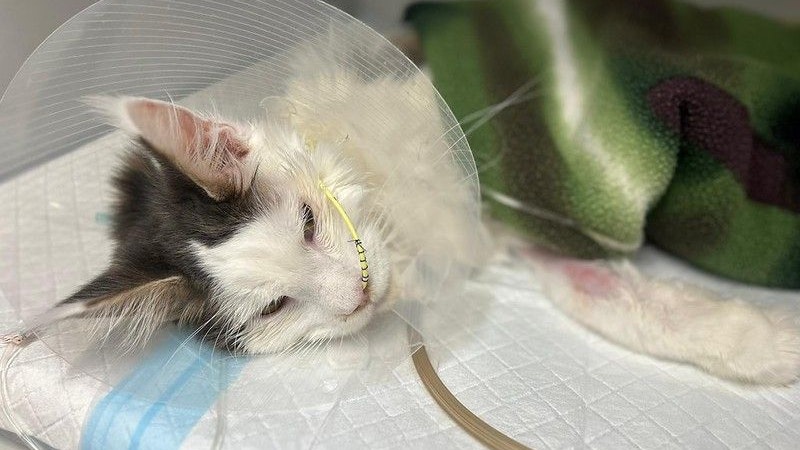 Heute.at - Armer Kater: Paul will leben, also kämpfen wir weiter