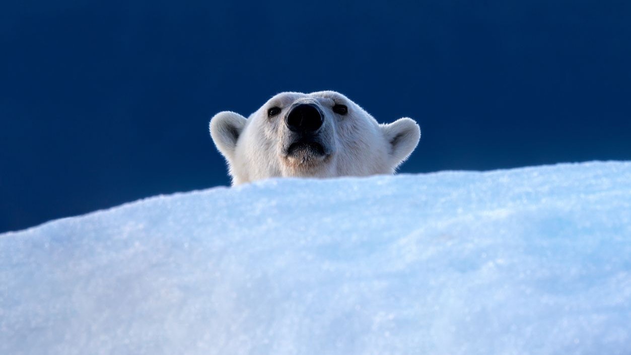 Haben Eisbären doch noch eine lange Zukunft?