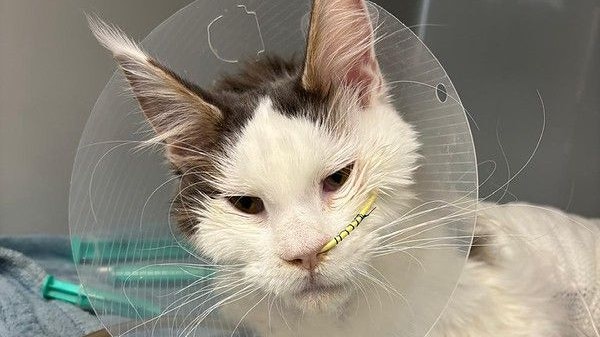 Der kleine Kämpfer gibt alles, aber alleine schafft er es nicht.