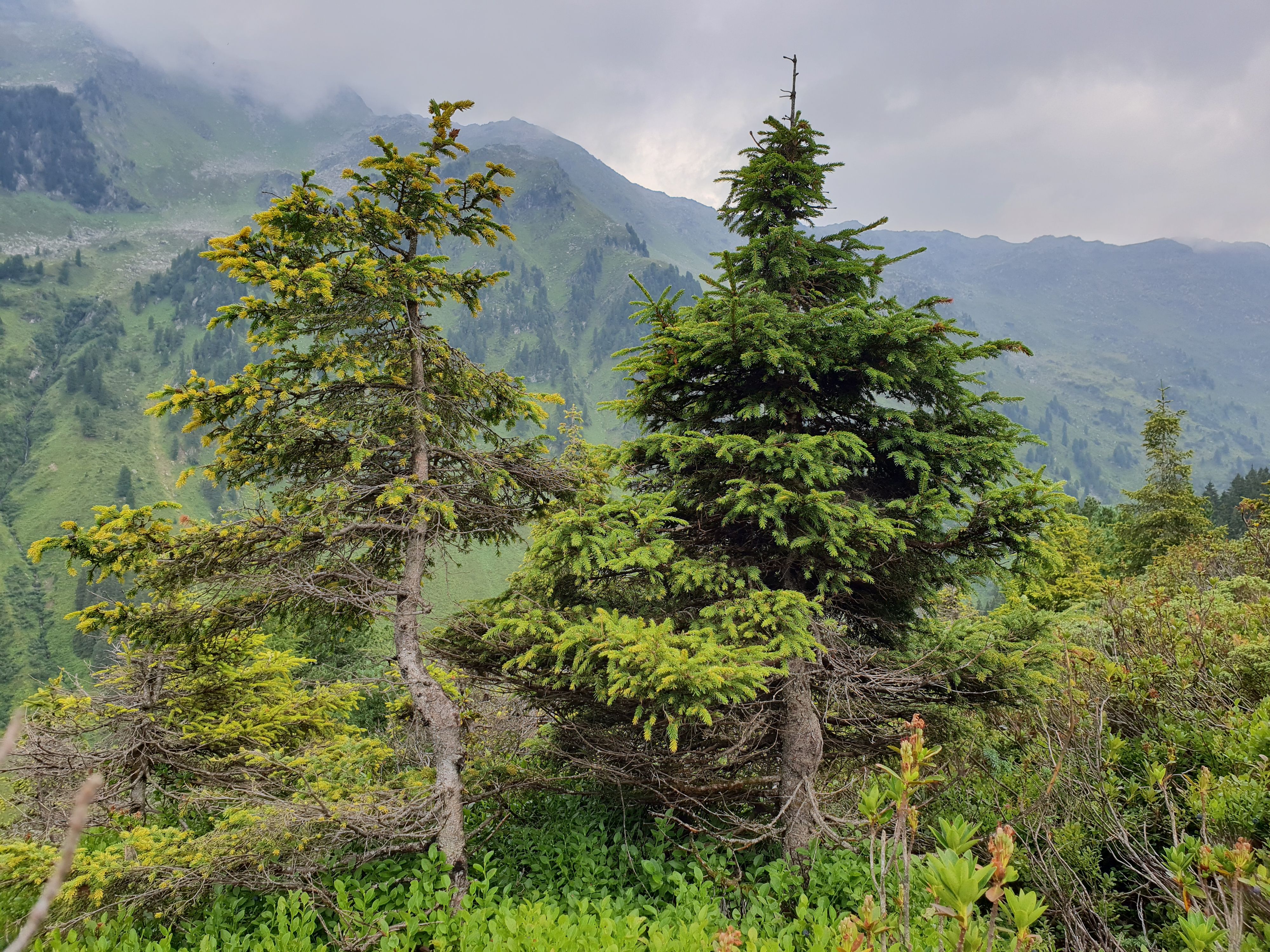 Heute.at - Rostige Christbäume – Bösartiger Pilz bedroht Fichten