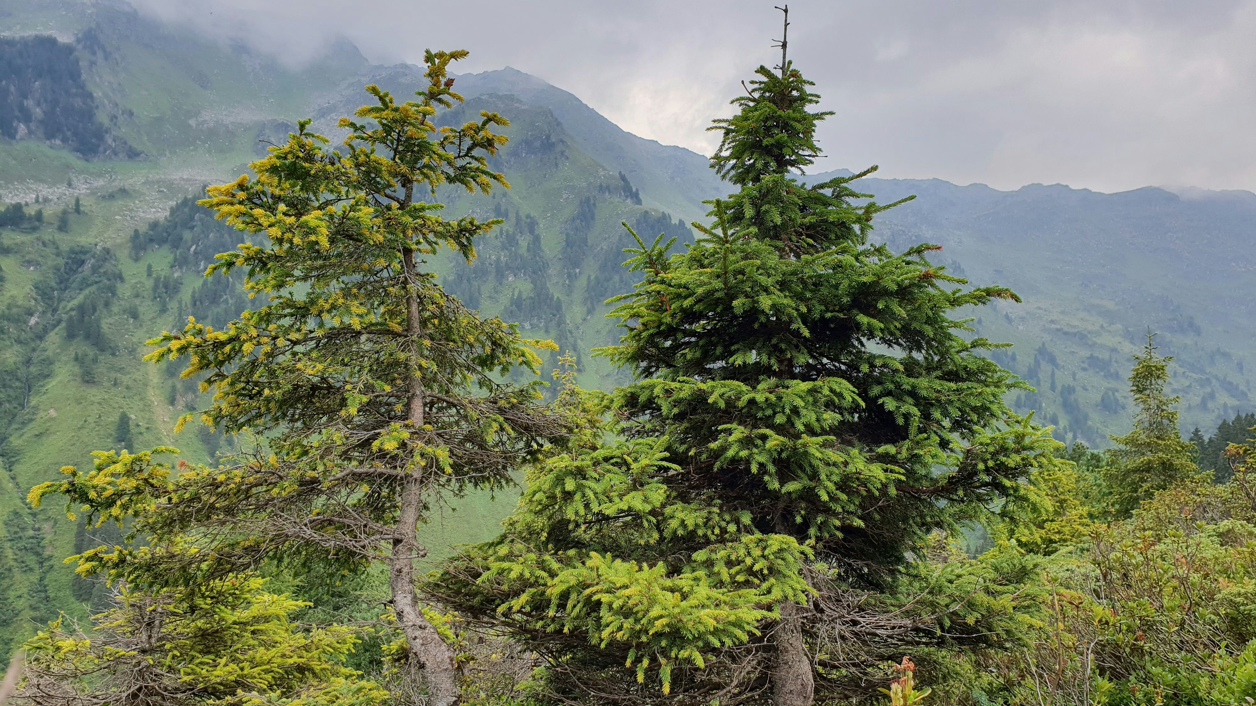 Heute.at - Rostige Christbäume – Bösartiger Pilz bedroht Fichten
