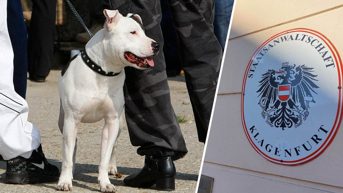 "Hinten rein in die Eingeweide!" – Gewalt gegen Hunde