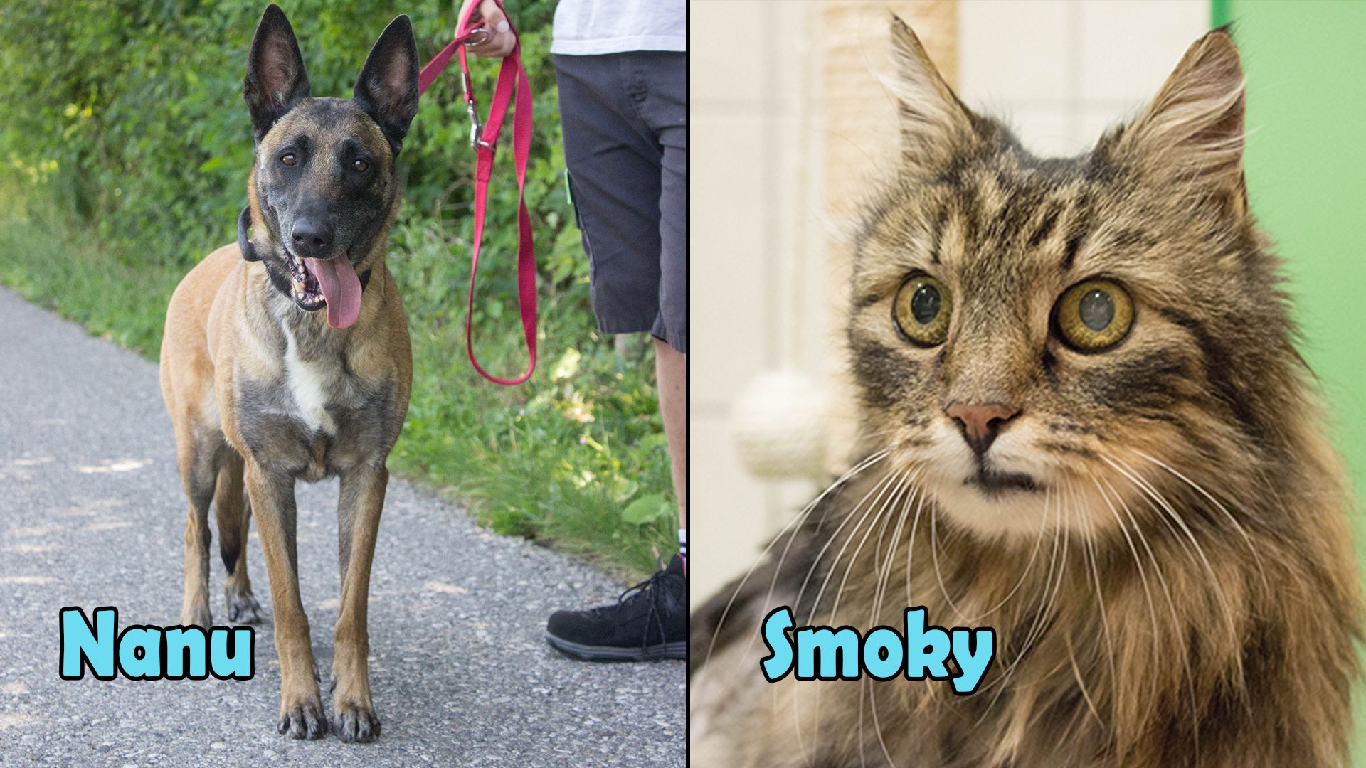 Heute.at - TIKO Kärnten: Gibt es ein Weihnachtswunder für Nanu?