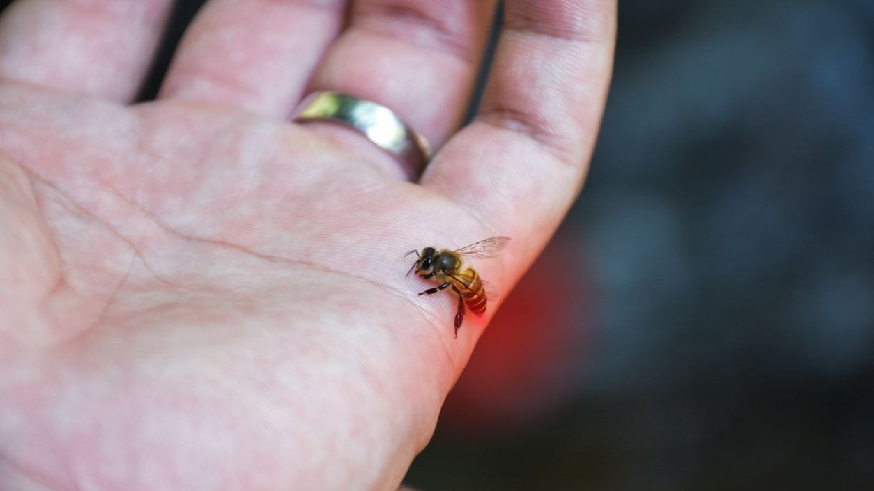 Heute.at - Gewusst? So gewinnt man Bienengift für die Schönheit
