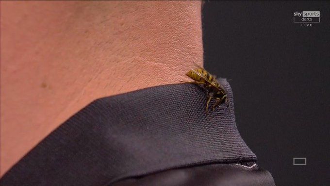 Die Wespe am Hemdkragen.