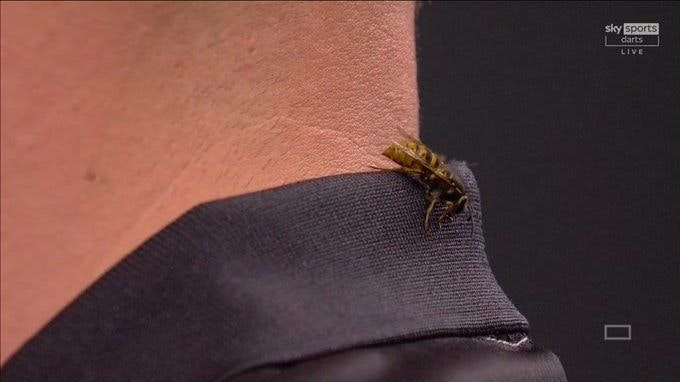 Heute.at - Fans feiern Wespe, Stars fürchten sich bei Darts-WM