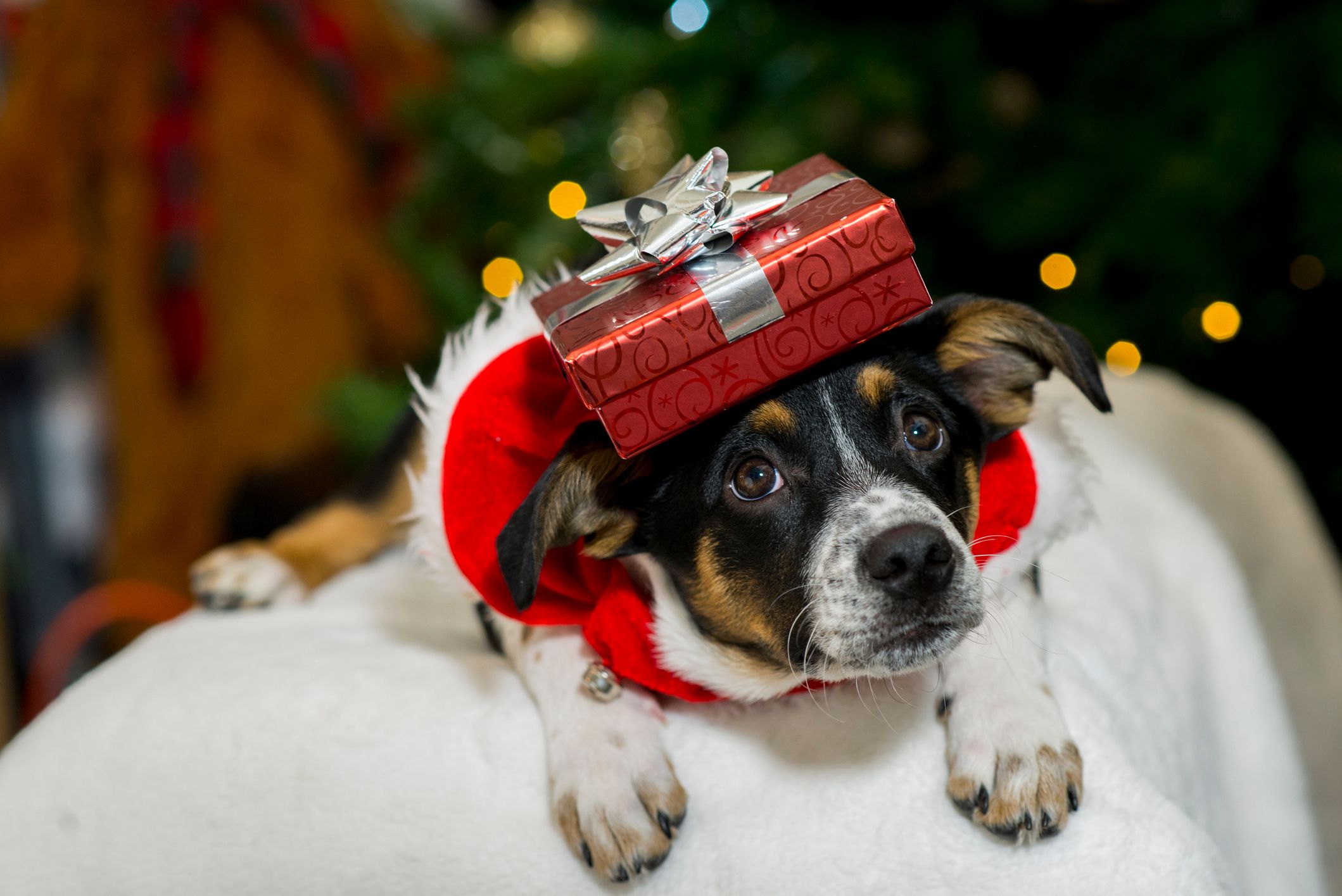 Heute.at - Tierheime warnen vor Hund und Katz’ unterm Christbaum