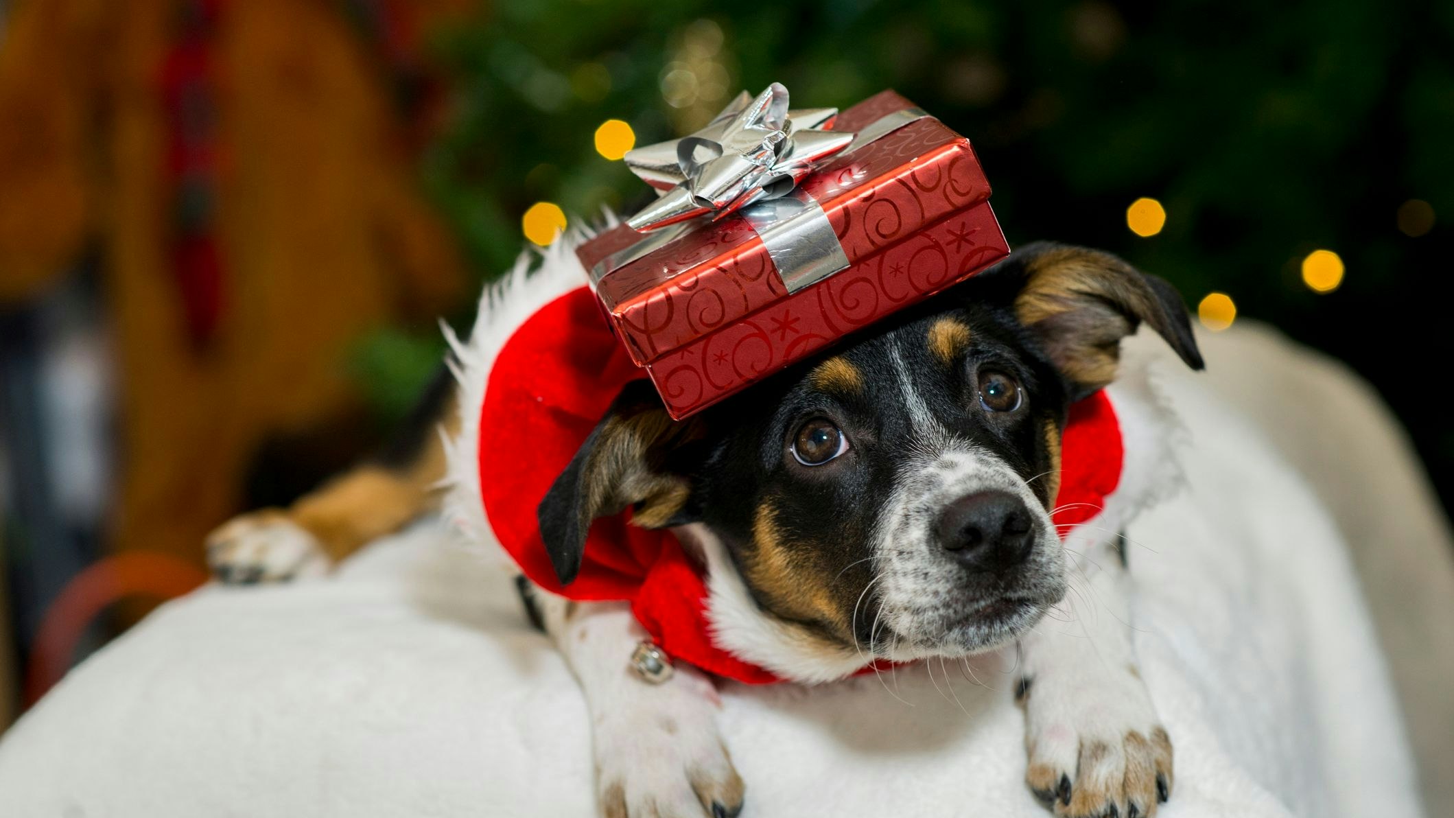Tierheime warnen vor Hund und Katz’ unterm Christbaum