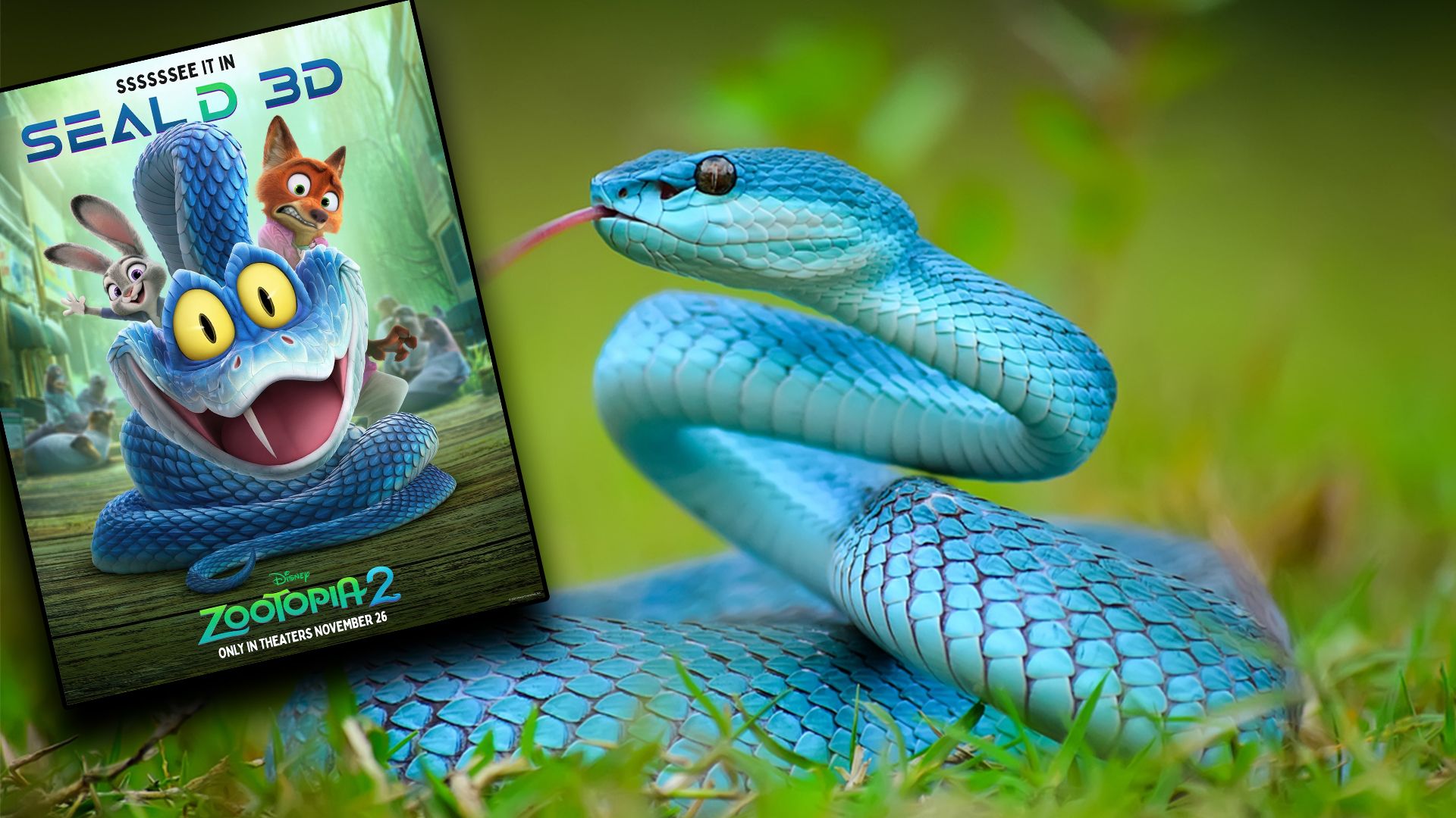 Heute.at - Liebenswerter Gary löst Giftschlangen-Hype aus