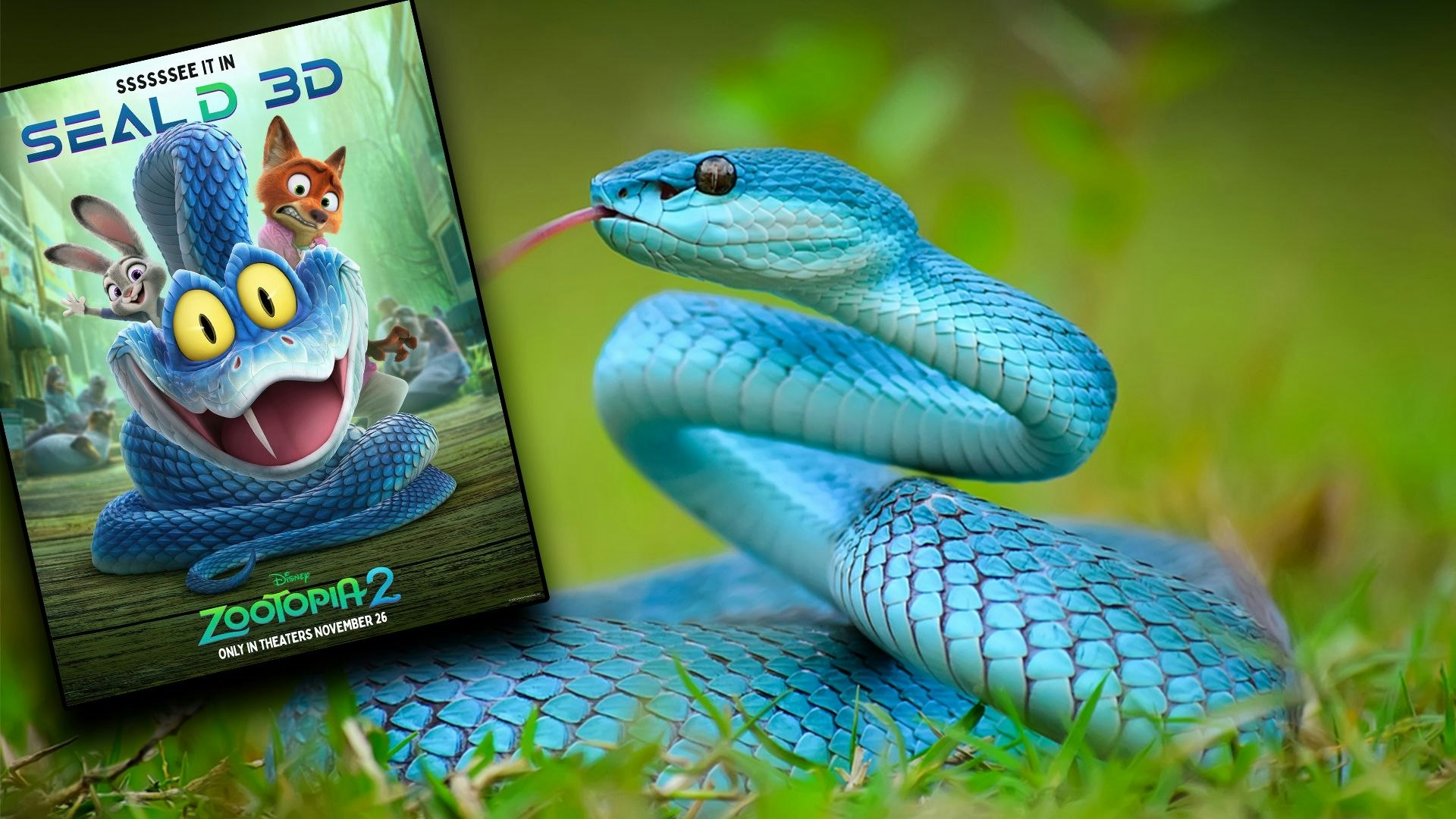 Heute.at - Liebenswerter Gary löst Giftschlangen-Hype aus