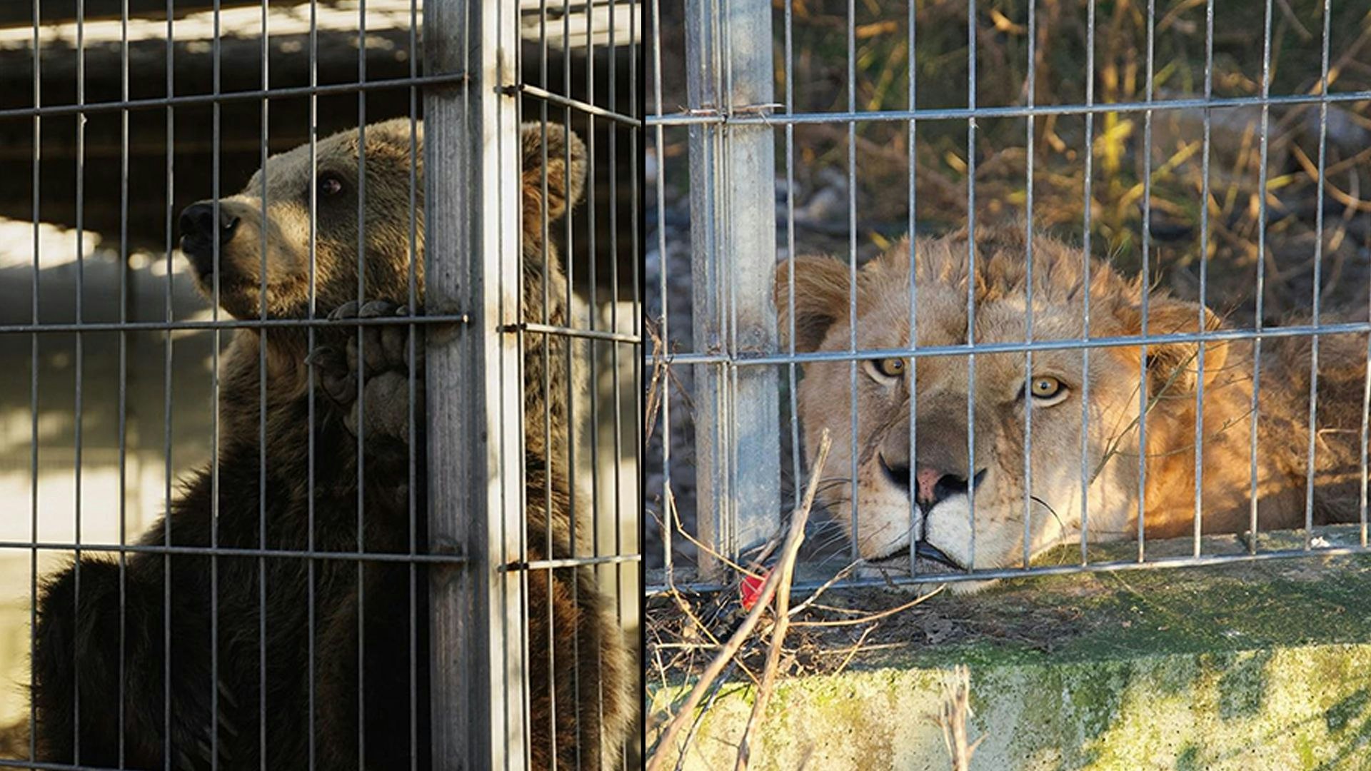 Heute.at - Durch Fotos völlig unpassende Haustiere entdeckt